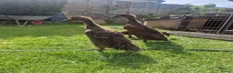 Ducks poultry for sale: 3 Runner Ducks  - Advert 3