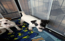 Mixed Breed dogs for sale: F1 jackcain  - Advert 11