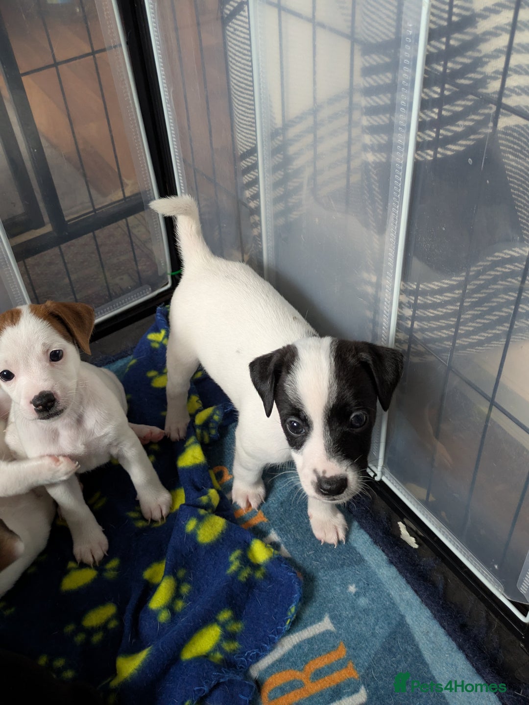 Mixed Breed dogs for sale: F1 jackcain  - Advert 11