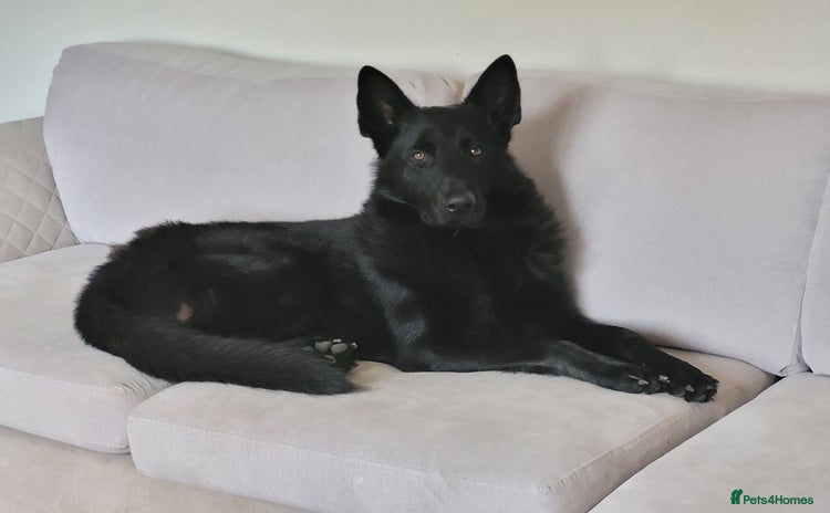 German Shepherd dogs - Advert 9