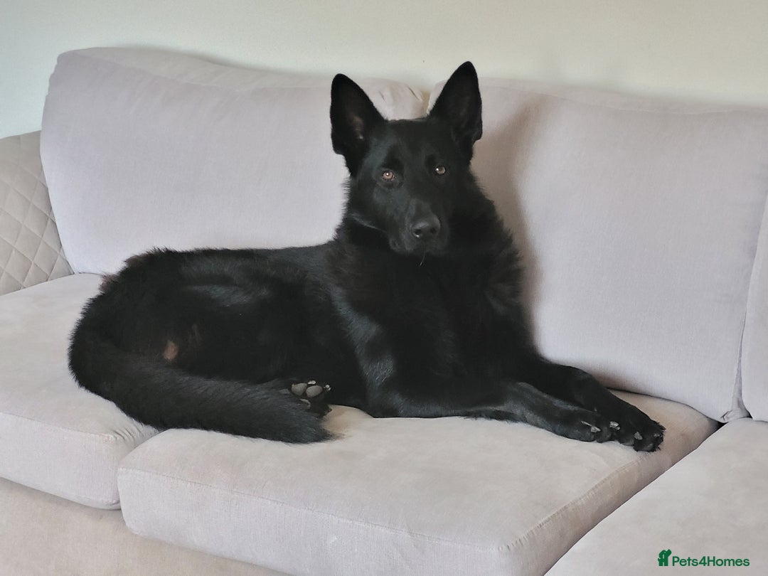 German Shepherd dogs for stud: German shepherd stud - Image 1
