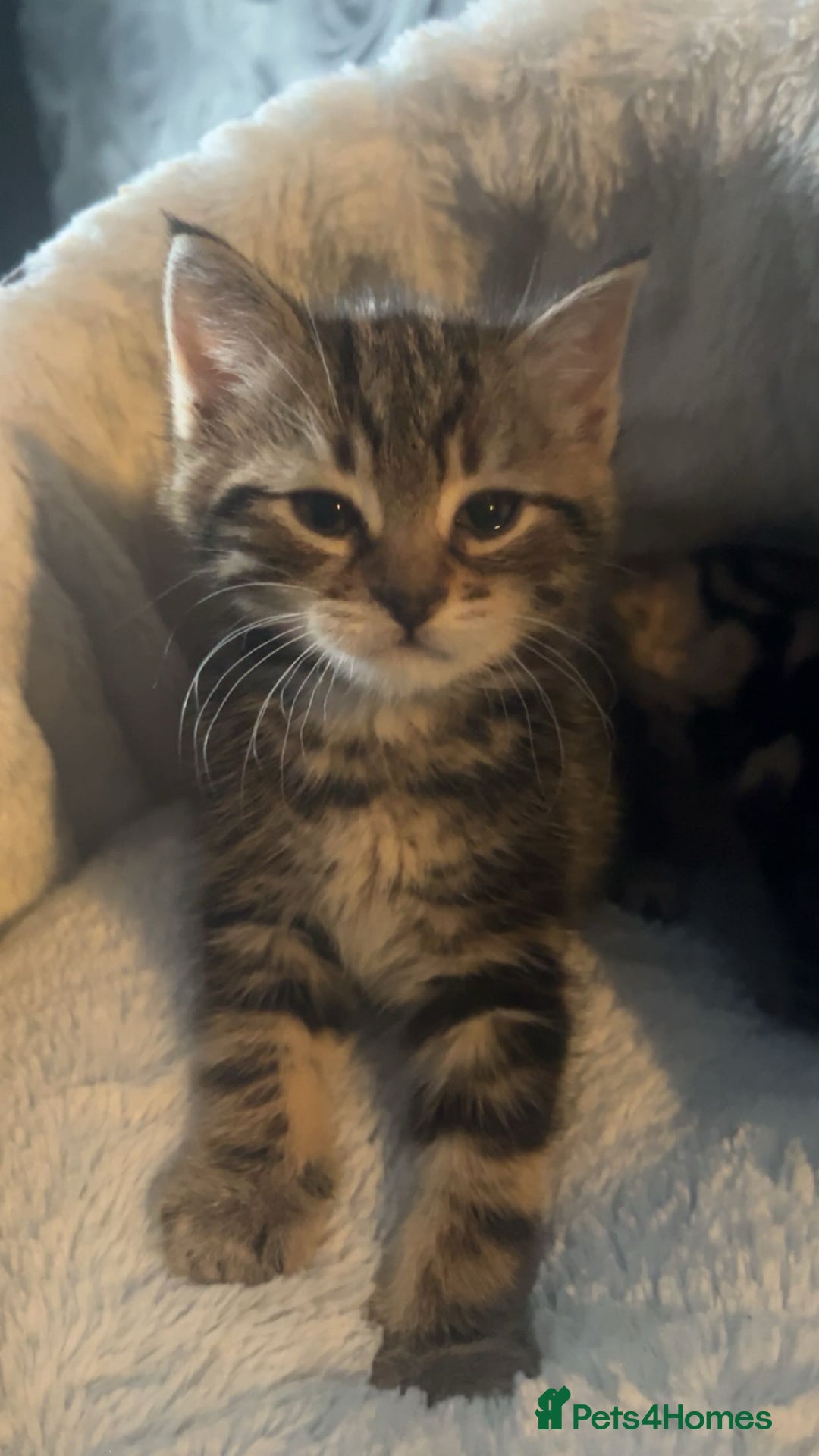 Mixed Breed cats for sale: 8 week old 1 boy 1 girl - Advert 2