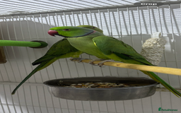 Ringnecks birds for sale: Breeding Pair Of Indian Ringneck Parrots - Image 10