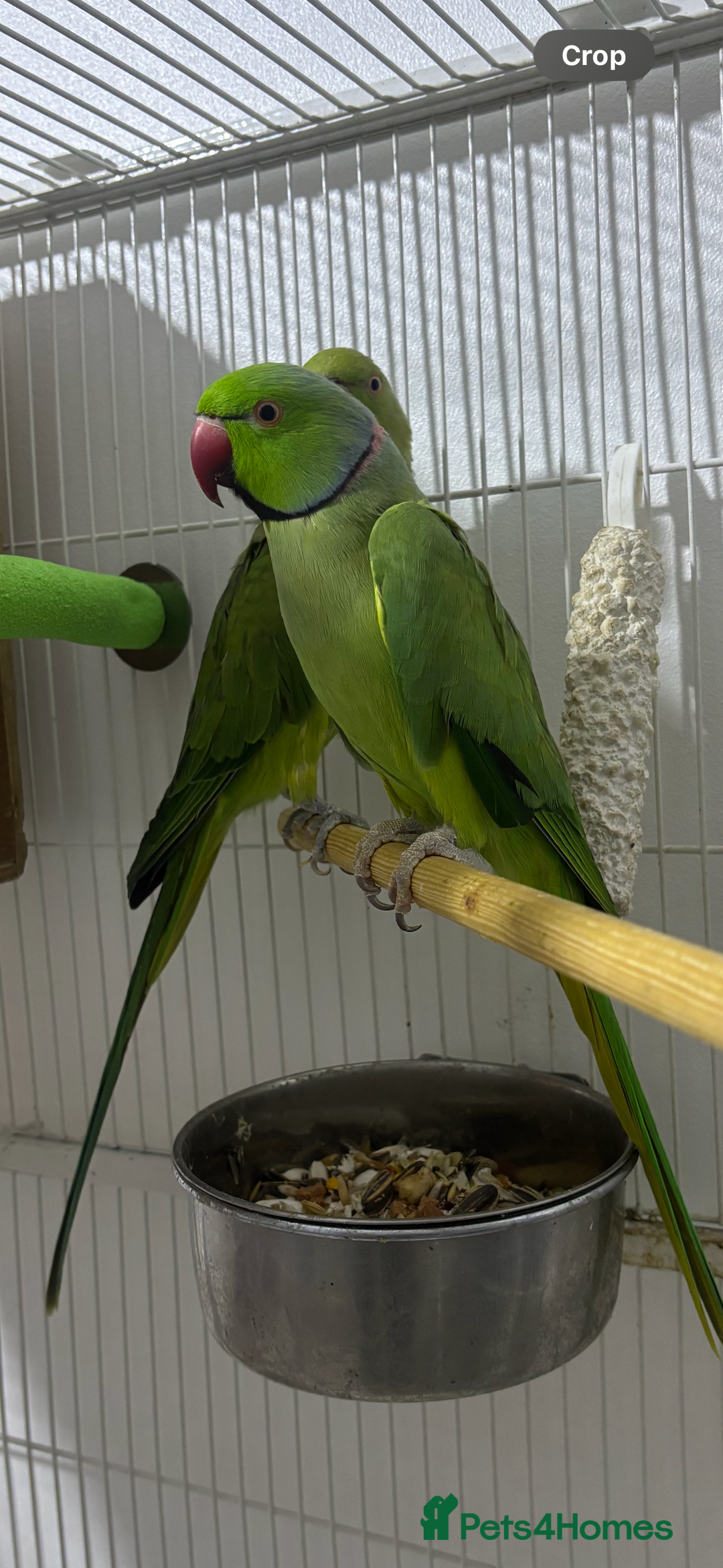 Ringnecks birds for sale: Breeding Pair Of Indian Ringneck Parrots - Image 10