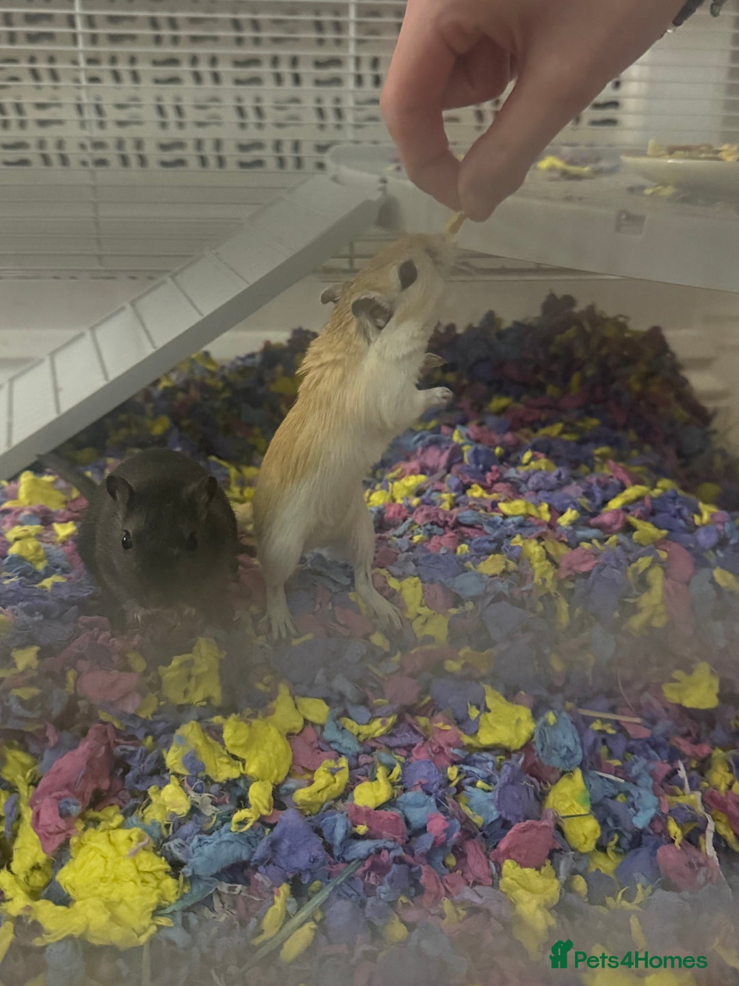 Gerbil rodents for sale: 2 female gerbils for sale,canvey island essex - Advert 2