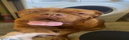 Dogue De Bordeaux dogs for sale: Female dogue de bourdeax - Advert 4