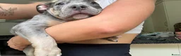 American Bully dogs for stud: 🐾BUGZY ABKC/PEDIGREE/PROVEN STUD🐾 in Pontefract - Advert 8