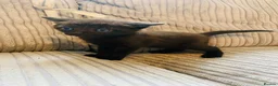 Mixed Breed cats for sale: Four kittens left  - Advert 5
