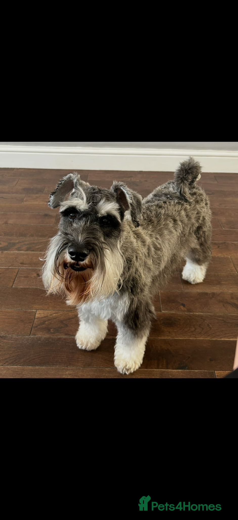 Miniature Schnauzer dogs Chunky, stunning litter of miniature schnauzers  - Advert 1
