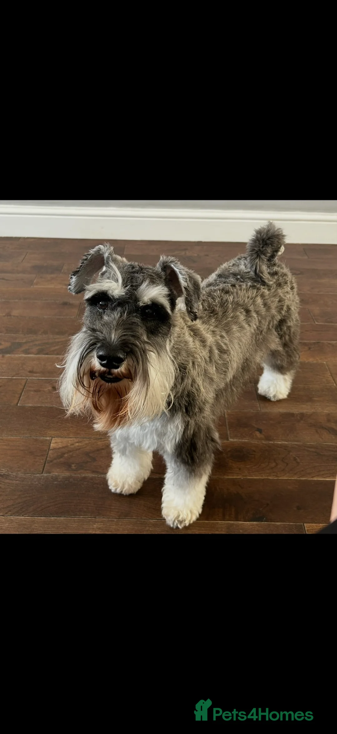 Miniature Schnauzer dogs for sale: Chunky, stunning litter of miniature schnauzers  - Advert 1