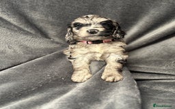 Cockapoo dogs for sale: STUNNING F1 Show Cockapoo Puppies  - Image 9