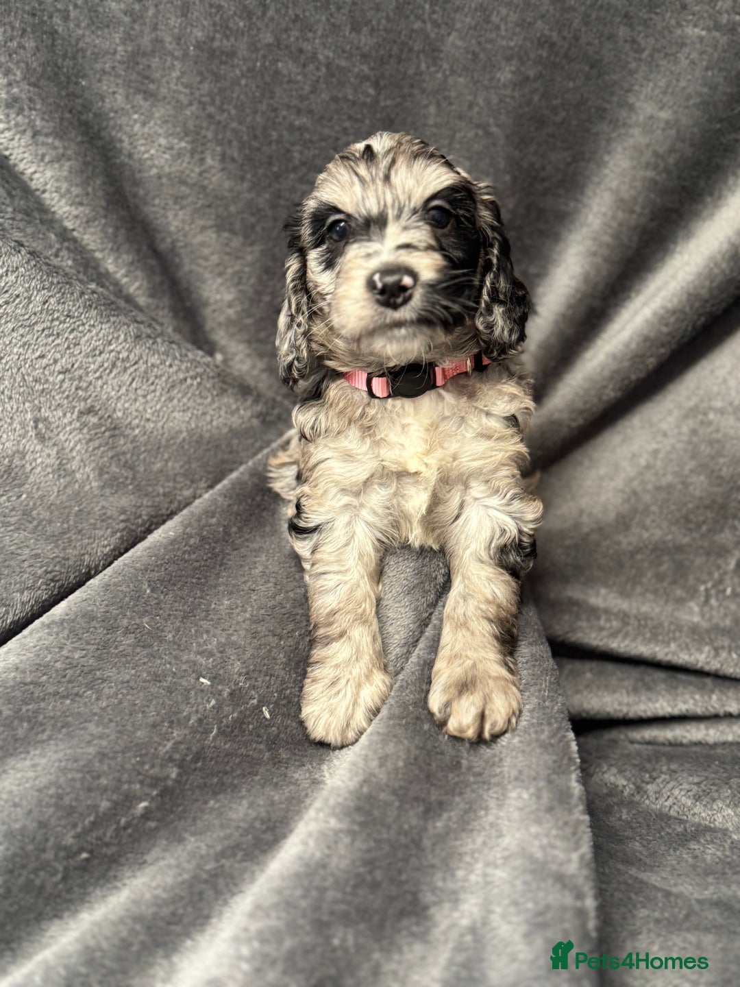 Cockapoo dogs for sale: STUNNING F1 Show Cockapoo Puppies  - Image 9