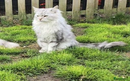 Maine Coon cats for sale: Beautiful female Maine coon ready 15/12/2025 - Image 5