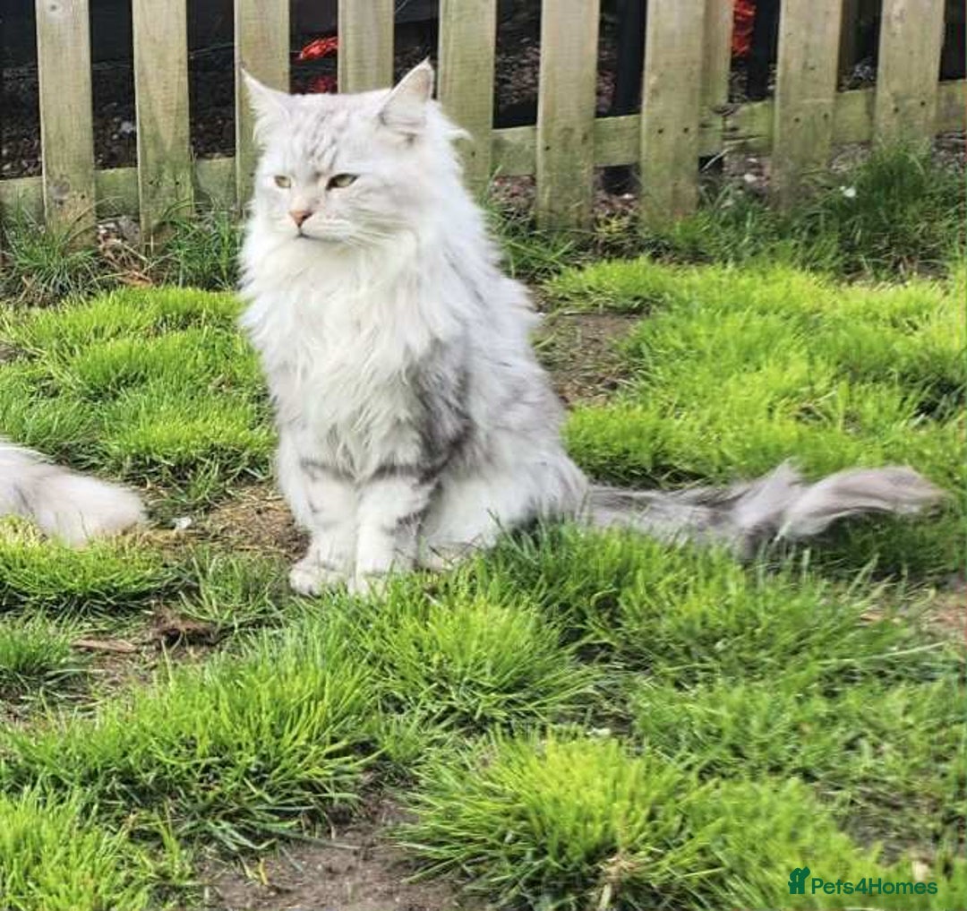 Maine Coon cats for sale: Beautiful female Maine coon ready 15/12/2025 - Image 5