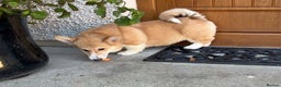 Welsh Corgi Pembroke dogs for sale: Male Welsh Corgi Pembroke - Advert 9