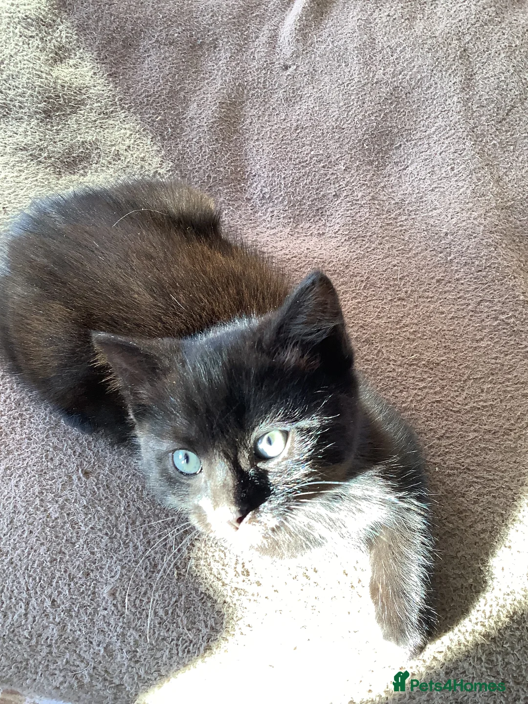 Mixed Breed cats for sale: Beautiful kittens - Advert 2