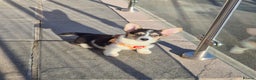 Welsh Corgi Pembroke dogs for sale: Kc reg 2 girls remaining bob & longtail - Advert 26