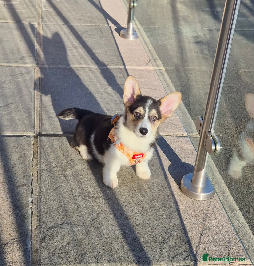 Welsh Corgi Pembroke dogs for sale: Kc reg 2 girls remaining bob & longtail - Advert 26