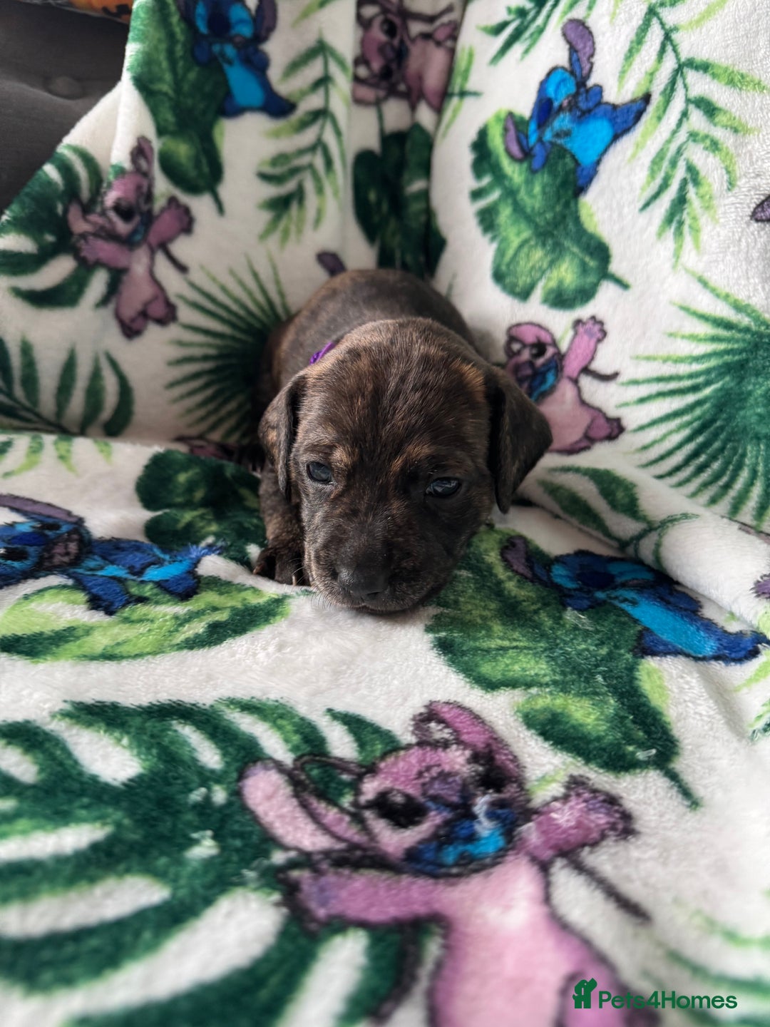 Mixed Breed dogs for sale: Beautiful Daffys - staffy cross dachshund  - Image 30