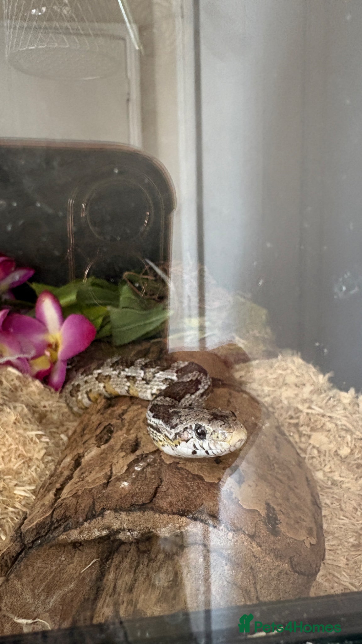 Corn Snake reptiles Corn snake and viv - Advert 14