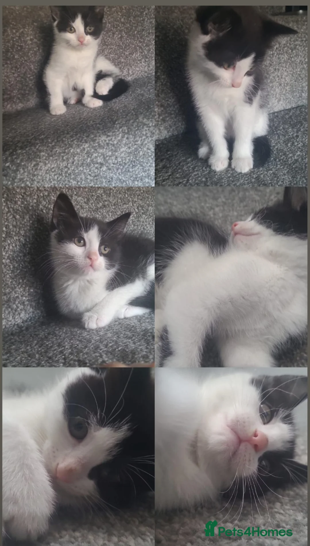 Mixed Breed cats for sale: 4 Gorgeous kittens for sale! in Gateshead - Advert 5