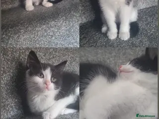 Mixed Breed cats 2 female Gorgeous kittens for sale! - Advert 13