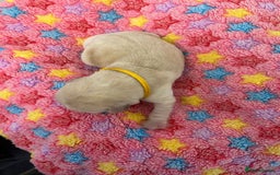 Labrador Retriever dogs for sale: Beautiful pedigree golden Labradors  - Image 27
