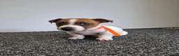 Jack Russell dogs for sale: Pure Jack russell puppies  in York - Advert 27