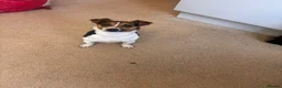 Jack Russell dogs for sale: Jack russel girl - Advert 3