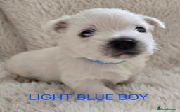 West Highland Terrier dogs for sale: STUNNING WEST HIGHLAND TERRIER PUPPIES  - Image 3