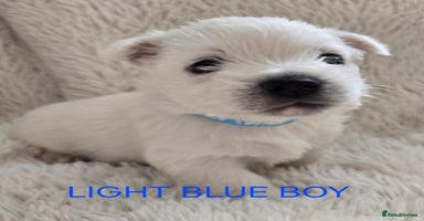 West Highland Terrier dogs - Advert 4