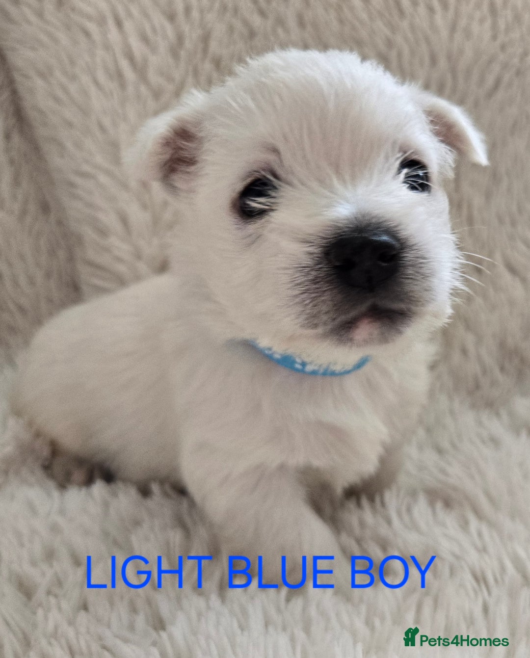 West Highland Terrier dogs for sale: STUNNING WEST HIGHLAND TERRIER PUPPIES  - Image 3