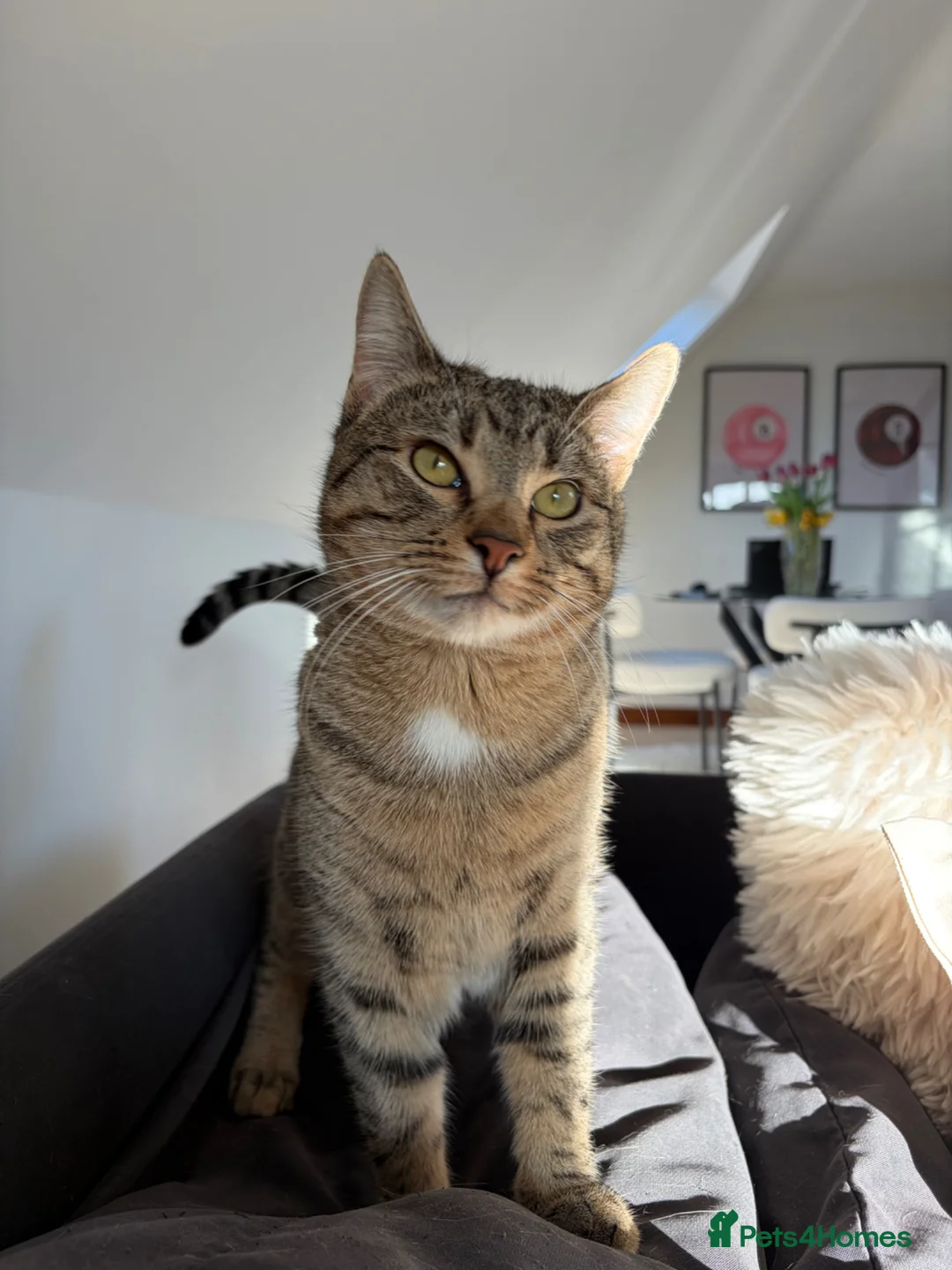 Mixed Breed cats for sale: 2 male cats to rehome  - Advert 2