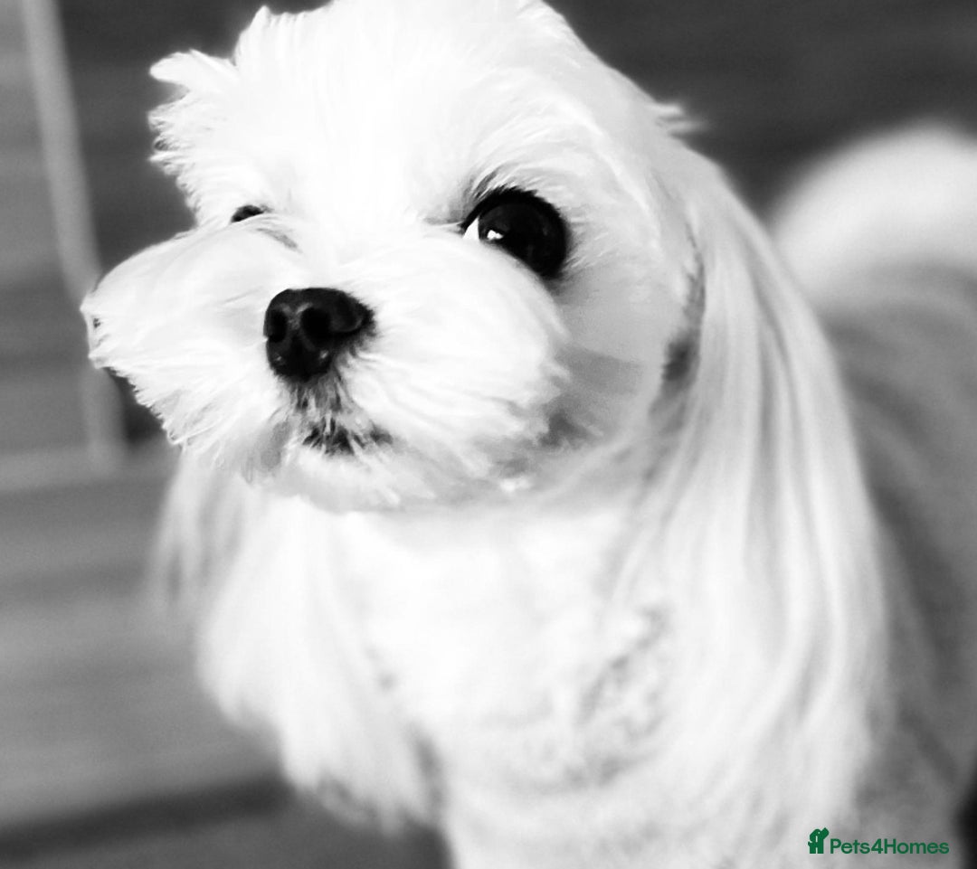 Maltipoo dogs for sale: Stunning Maltipoo Puppies ⭐️ DNA Tested ⭐️ - Image 32