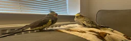 Cockatiels birds for sale: Bonded cockatiels for sale  - Advert 2