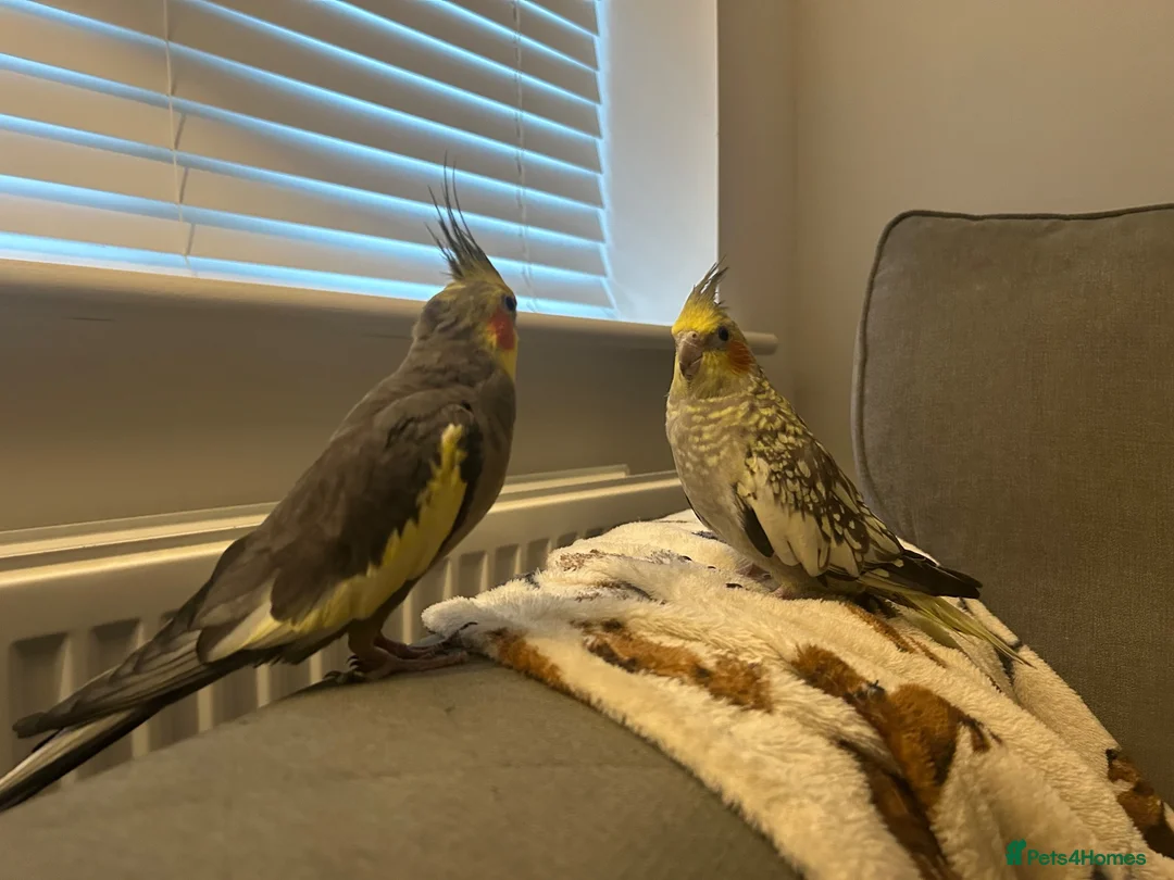 Cockatiels birds for sale: Bonded cockatiels for sale  - Advert 2