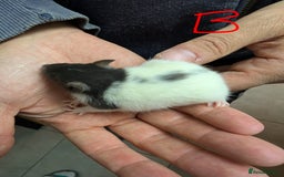 Rat rodents for sale: Baby Male and Female Rats - Advert 4