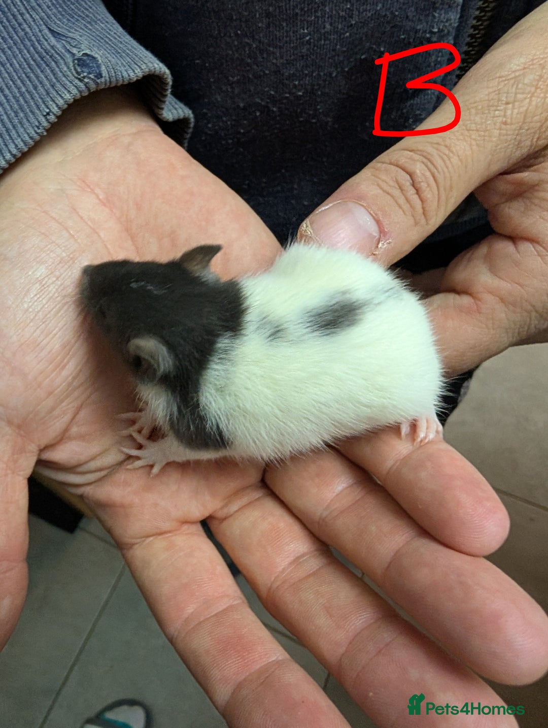 Rat rodents for sale: Baby Male and Female Rats - Advert 4
