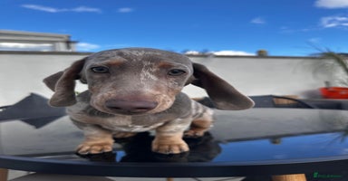Miniature Dachshund dogs - Advert 12