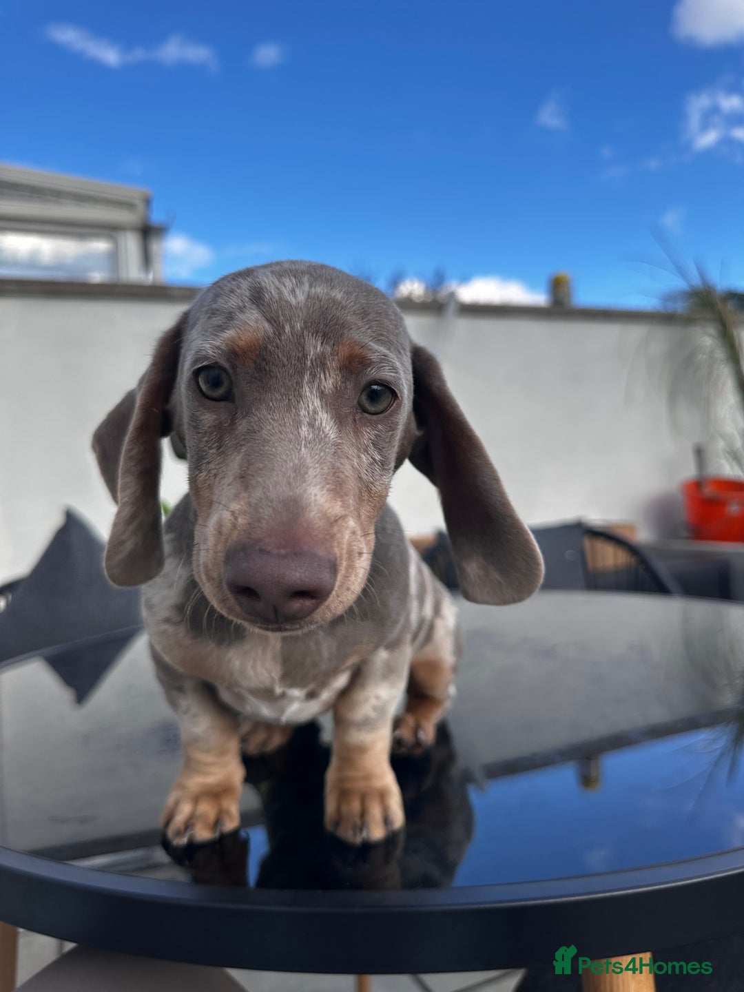 Miniature Dachshund dogs for sale: Last boy - Miniature long hair dachshund 🤍 - Image 3