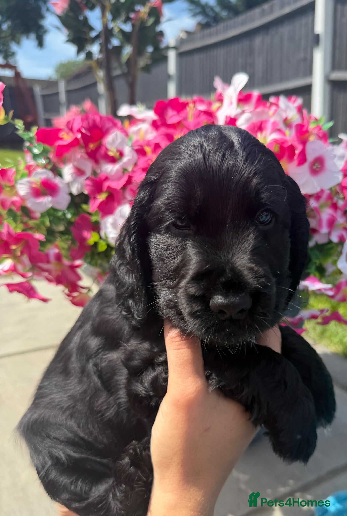 Cocker Spaniel dogs Stunning show cocker spaniels - Advert 2