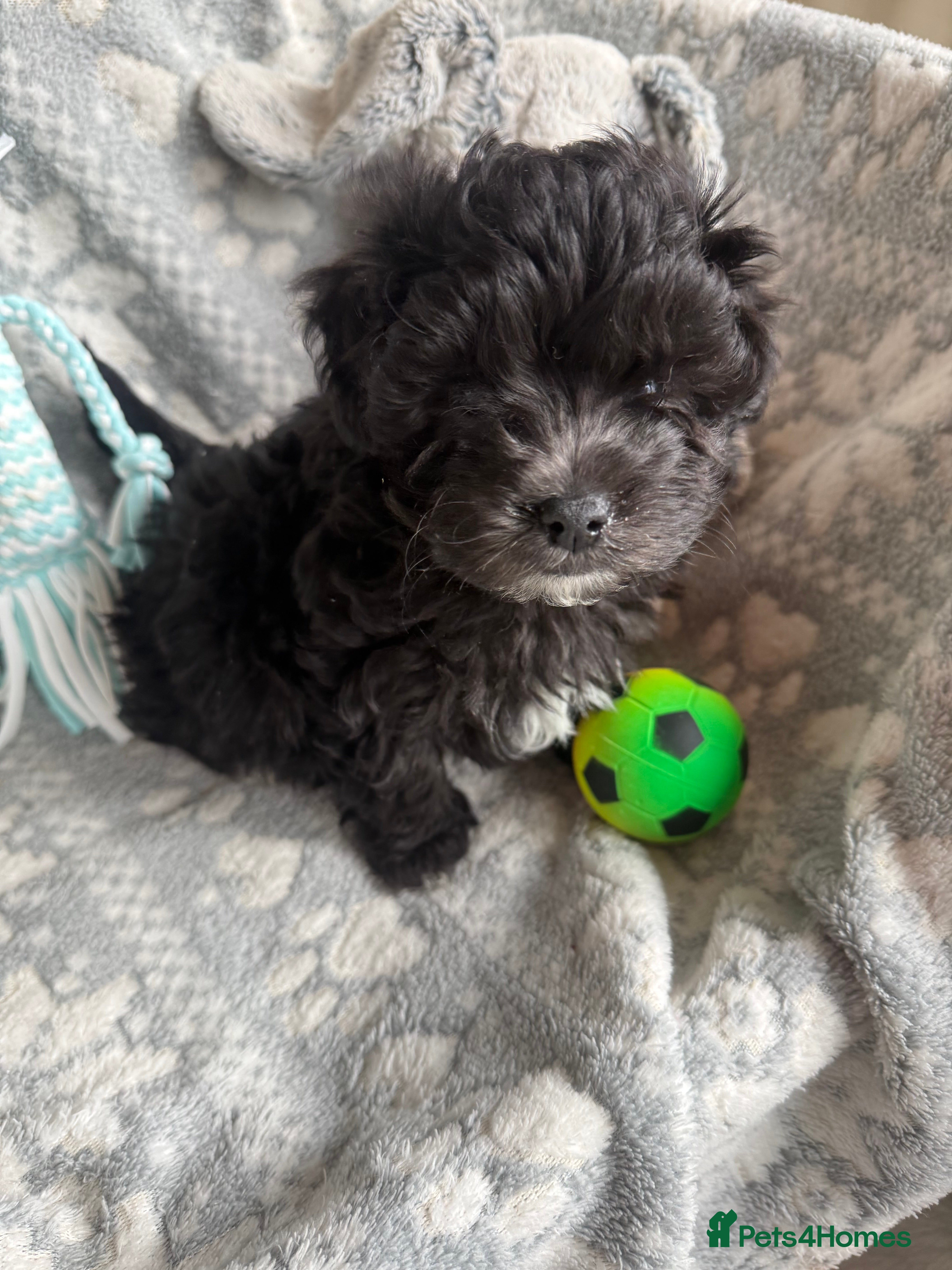 Maltipoo dogs Exceptional Genuine F1 Maltipoo puppies  - Advert 4