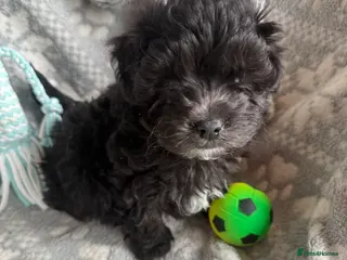 Maltipoo dogs Exceptional Genuine F1 Maltipoo puppies - Advert 4