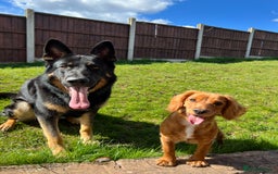 German Shepherd dogs for sale: 5 Year Old German Shepherd for Rehoming - Image 7