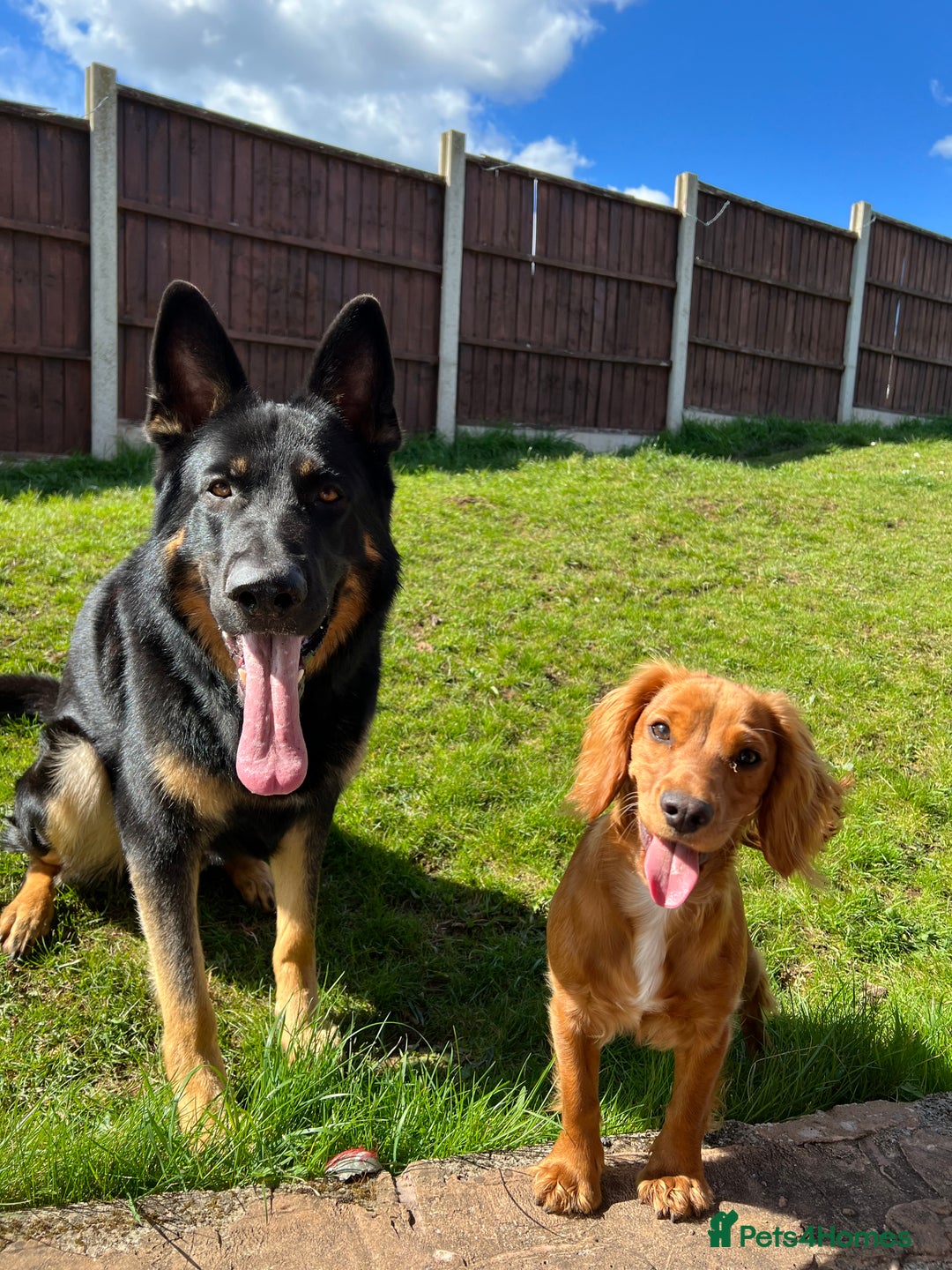 German Shepherd dogs for sale: 5 Year Old German Shepherd for Rehoming - Image 7