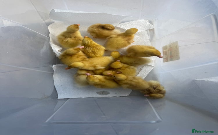 Ducks poultry - Advert 2