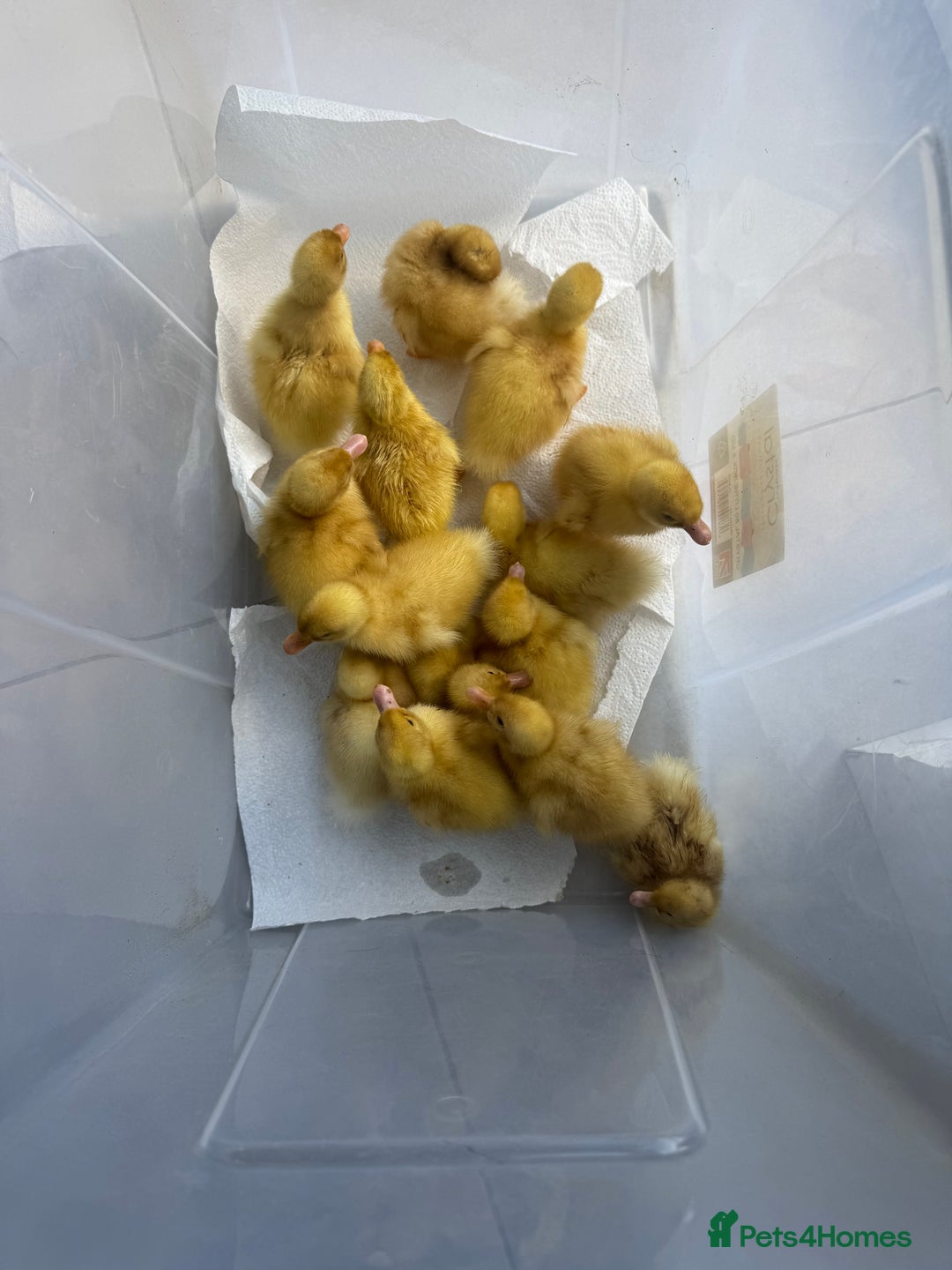 Ducks poultry for sale: Cherry valley ducklings  - Image 1