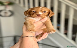 Cocker Spaniel dogs for sale: Cocker spaniel (working cocker spaniel)   - Image 20