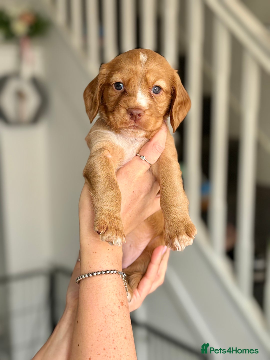 Cocker Spaniel dogs for sale: Cocker spaniel (working cocker spaniel)   - Image 20