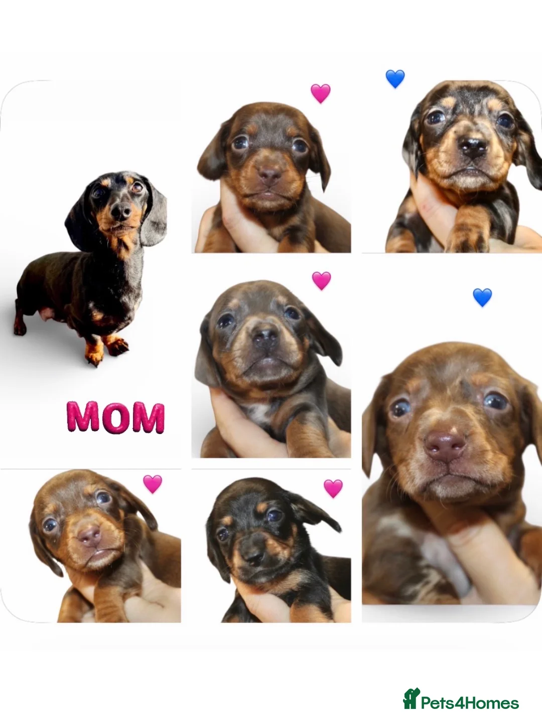 Miniature Dachshund dogs for sale: 🩷✨Available mini PRA clear pups !✨🩷 - Advert 1